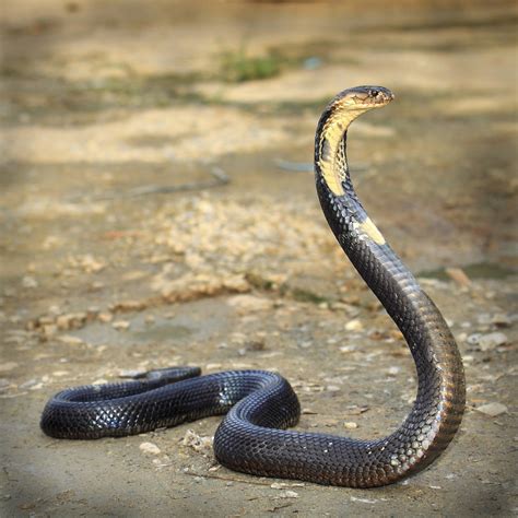 King Cobra Parimatch