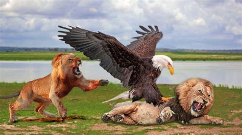 Lion King And Eagle King Betway