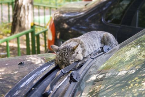 Livre De Gatos Selvagens Maquina De Fenda