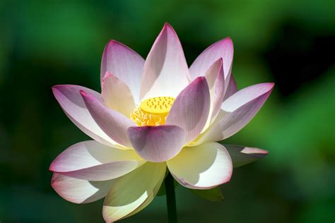Lotus Flower Parimatch
