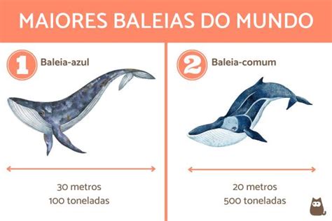 Maior Aposta Baleias