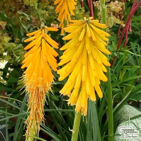 Mango Red Hot Poker