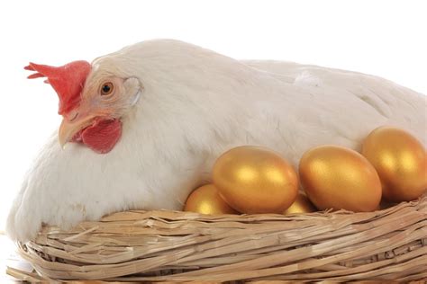 Maquina De Fenda Gratis Gallina Dalle Uova Doro