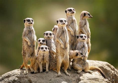 Meerkats Family Leovegas