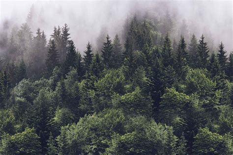 Misty Forest Brabet