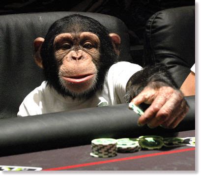 Mono Jugando Al Poker