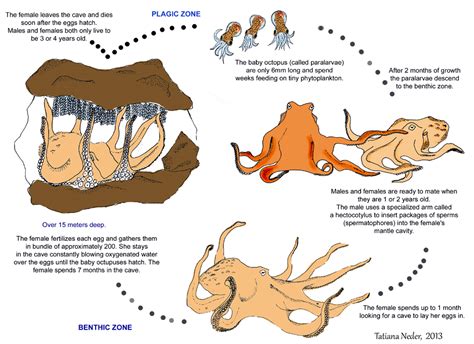 Octopus Life Betano