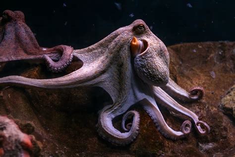 Octopus Life Brabet