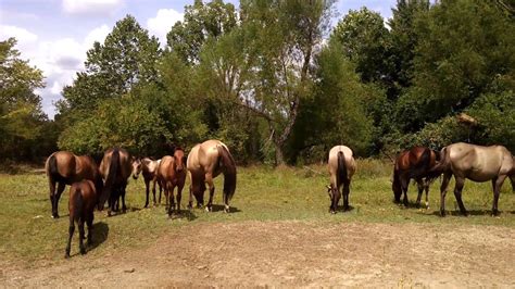 Oklahoma Mustangs Selvagens Blackjack Montanhas