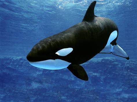 Orca Betsul