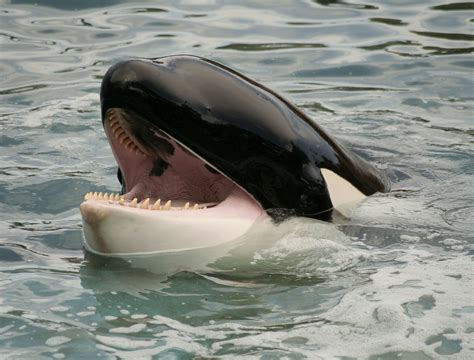 Orca Parimatch