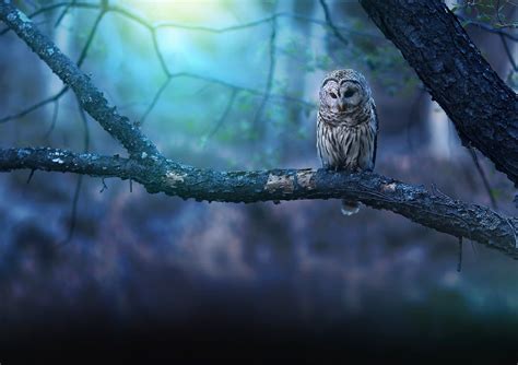 Owl In Forest Brabet