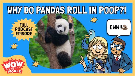 Panda Rolls Parimatch