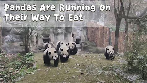 Panda S Run Betway