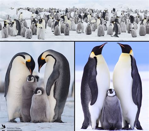 Penguin Family Betfair