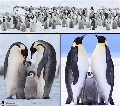 Penguin Family Betsson