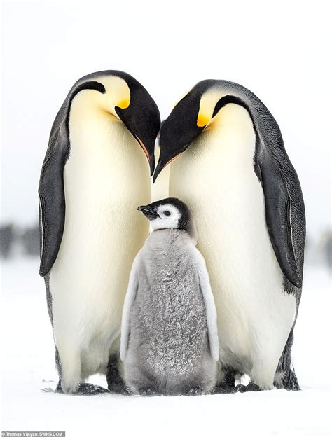 Penguin Family Bwin