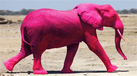 Pink Elephants Betano