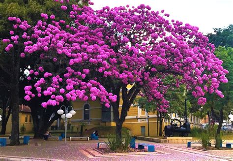 Planta Com Cor De Rosa Ou Roxo Poker Flores