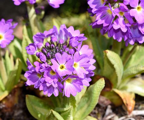 Poker De Primula Planta