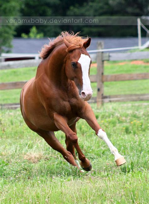 Pony Horse Racing Blaze