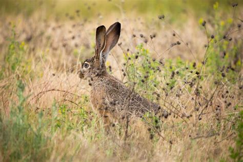 Preto De Cauda Jack Rabbit Comportamento