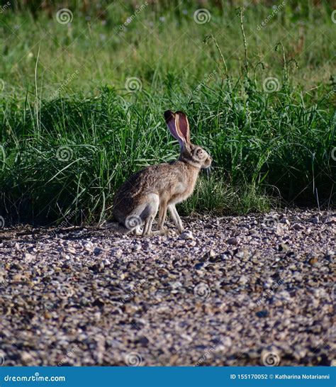 Preto De Cauda Jackrabbit Predadores