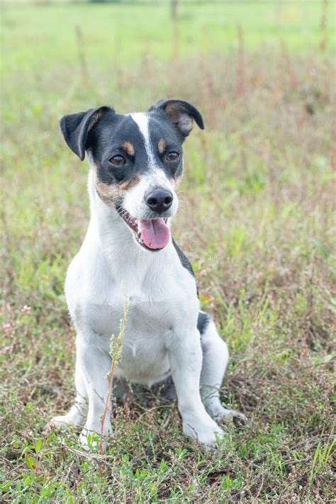 Preto E Branco Jack Russell Caes