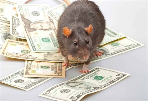Rat S Money Bodog