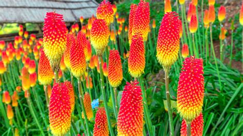 Red Hot Poker Planta De Areas De Cultivo De