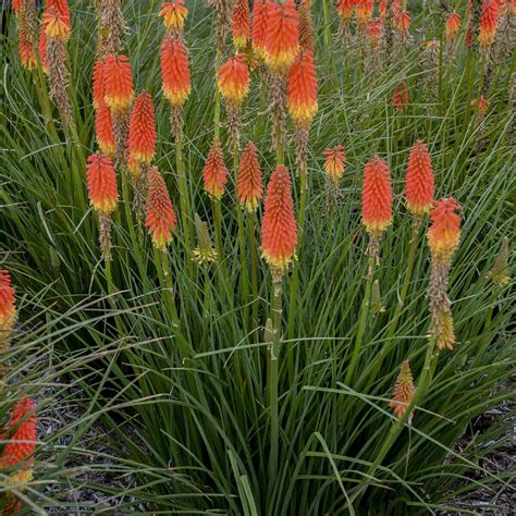 Red Hot Poker Planta De Rhs