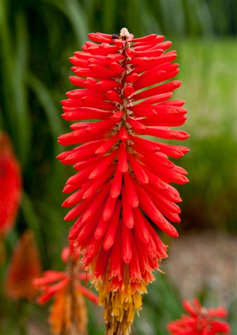 Red Hot Poker Planta Morrer