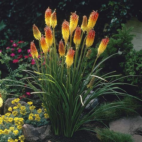 Red Hot Poker Planta Toxica