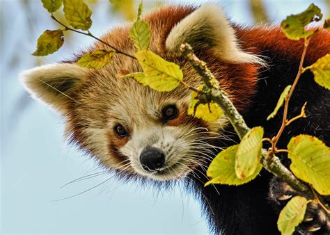 Red Panda Paradise Betano