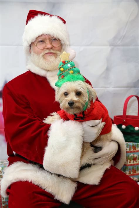 Santa Pets Bodog