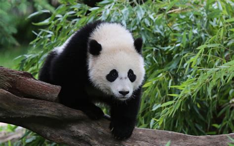 Selvagem Panda Maquina De Fenda Grande Vitoria