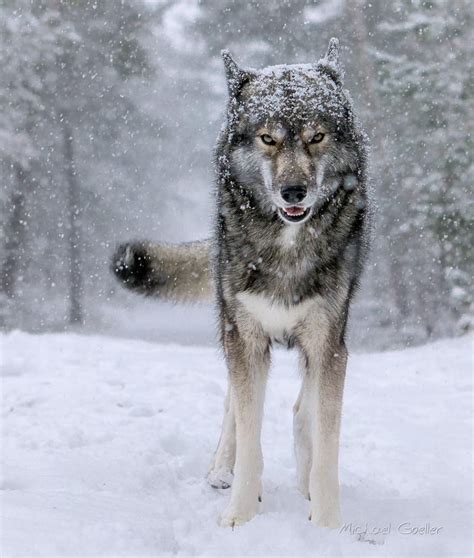 Siberian Wolf Betway