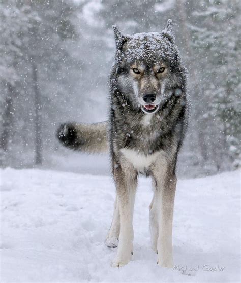 Siberian Wolf Blaze