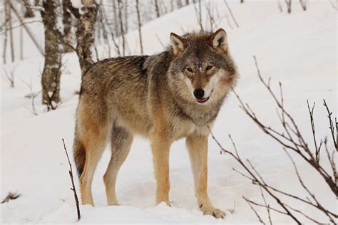 Siberian Wolves Netbet