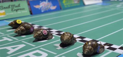 Snail Race Parimatch