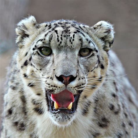 Snow Leopard Betway