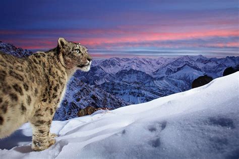 Snow Leopard Review 2024