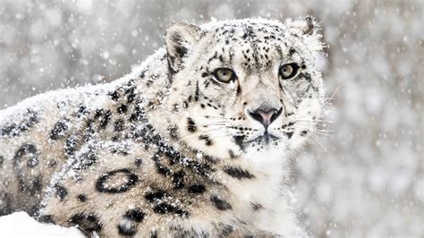 Snow Leopards Bet365