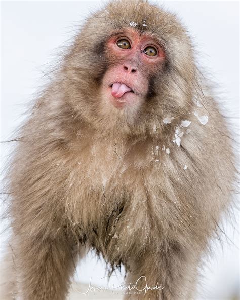 Snow Monkeys Bodog