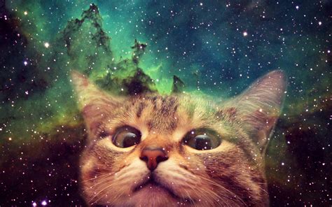 Space Cat Brabet