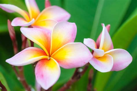Thai Flower 1xbet