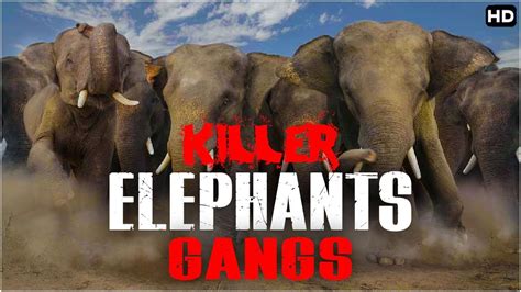 The Elephant Gang Netbet