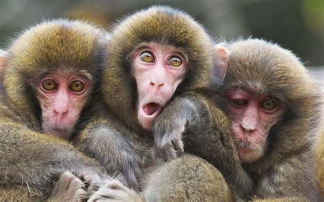 Three Monkeys Bet365