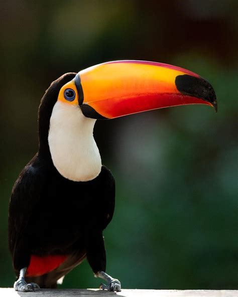 Toucan Novibet