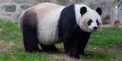 Untamed Panda Gigante De Fenda